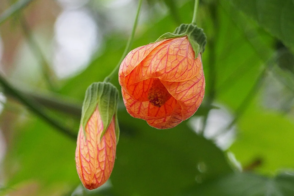 Painted Abutilon (Abutilon pictum) photographed in a real growing setting