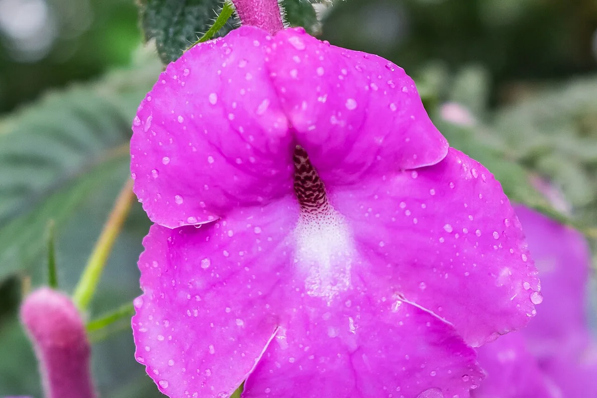 Large Flowered Achimenes (Achimenes grandiflora) photographed in a real growing setting