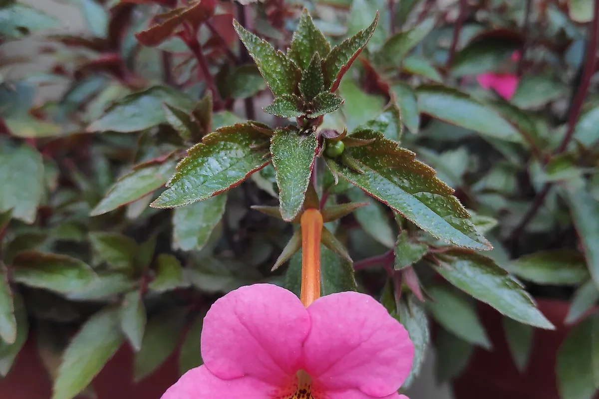 Long Flowered Achimenes (Achimenes longiflora) photographed in a real growing setting