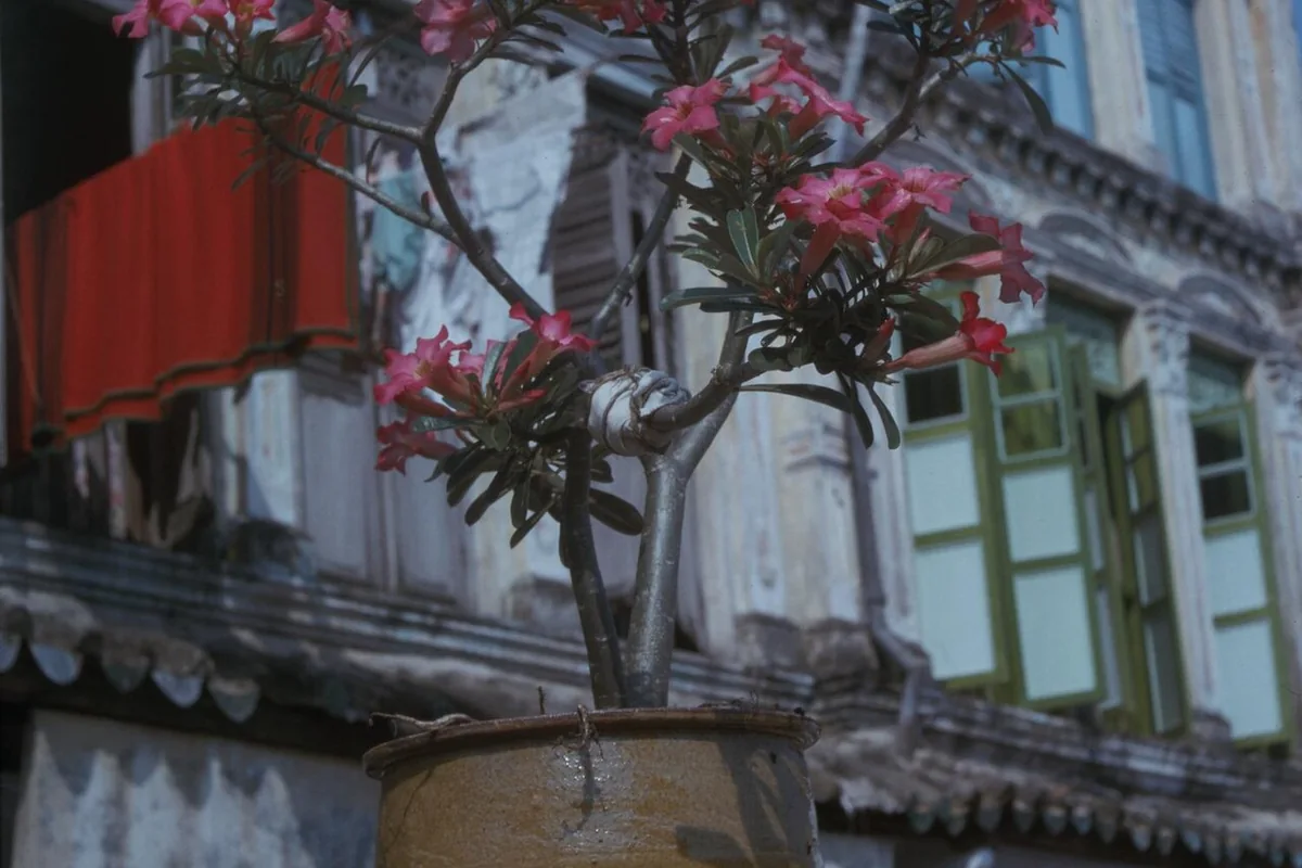 Desert Rose (Adenium obesum) photographed in a real growing setting