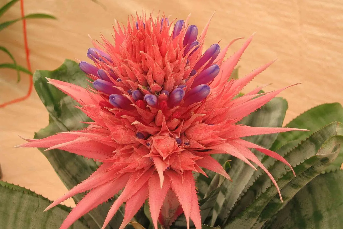 Silver Vase Bromeliad (Aechmea fasciata) photographed in a real growing setting