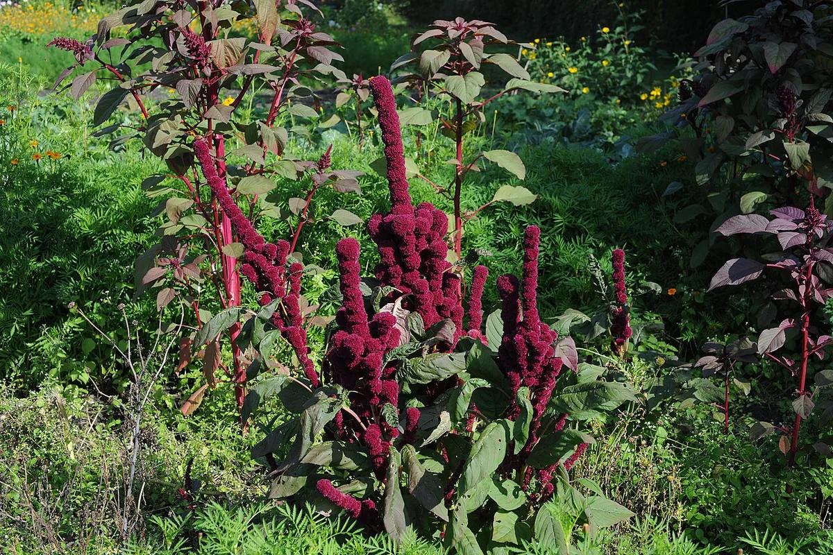 Love Lies Bleeding (Amaranthus caudatus) photographed in a real growing setting