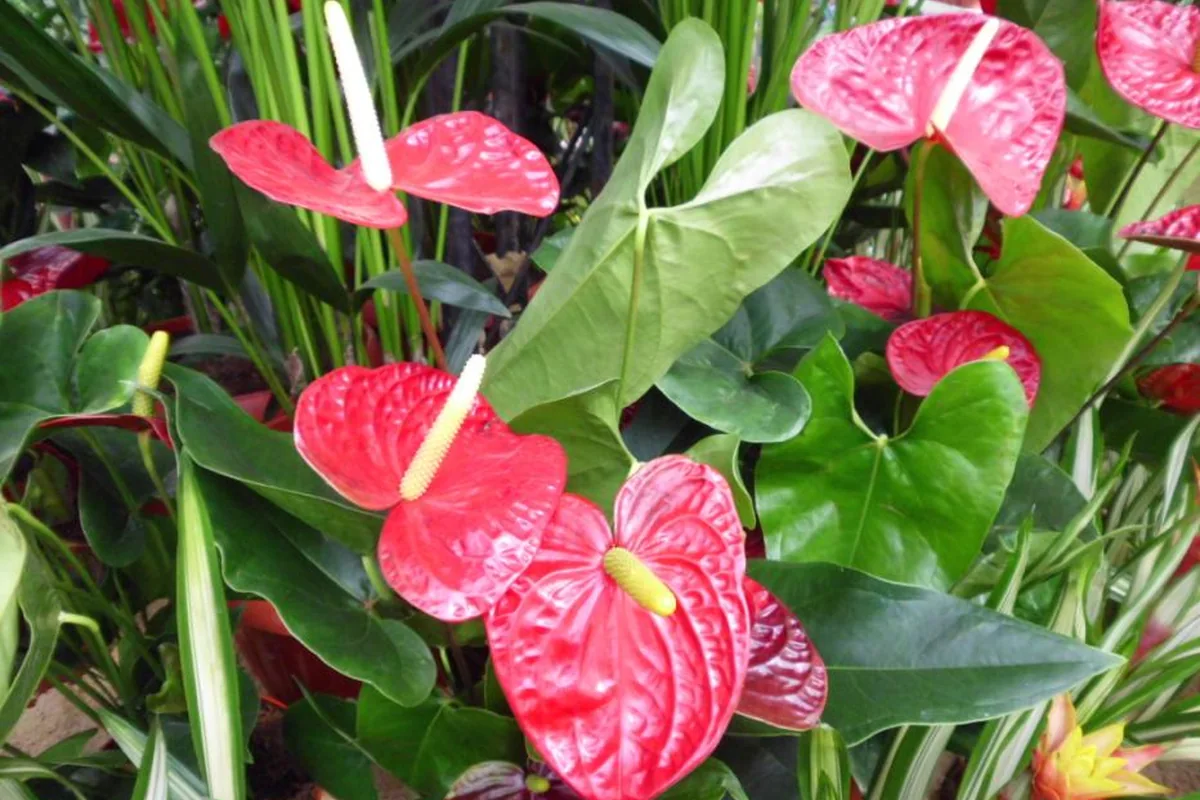 Flamingo Flower (Anthurium andraeanum) photographed in a real growing setting