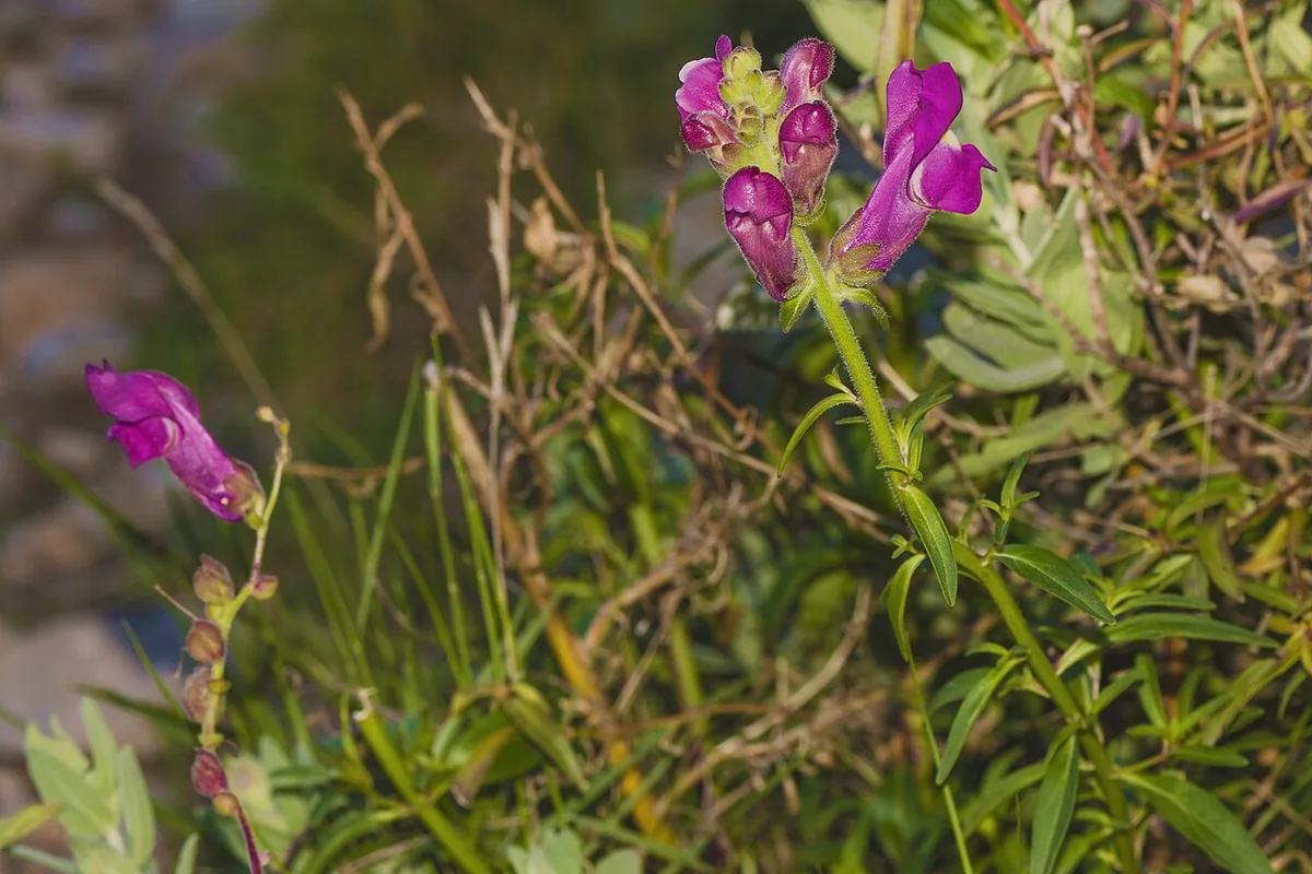 Snapdragon (Antirrhinum majus) photographed in a real growing setting