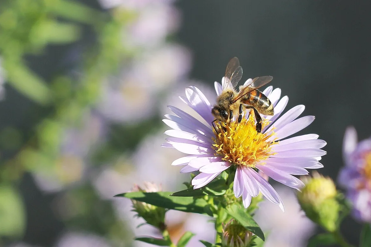 Italian Aster (Aster amellus) photographed in a real growing setting