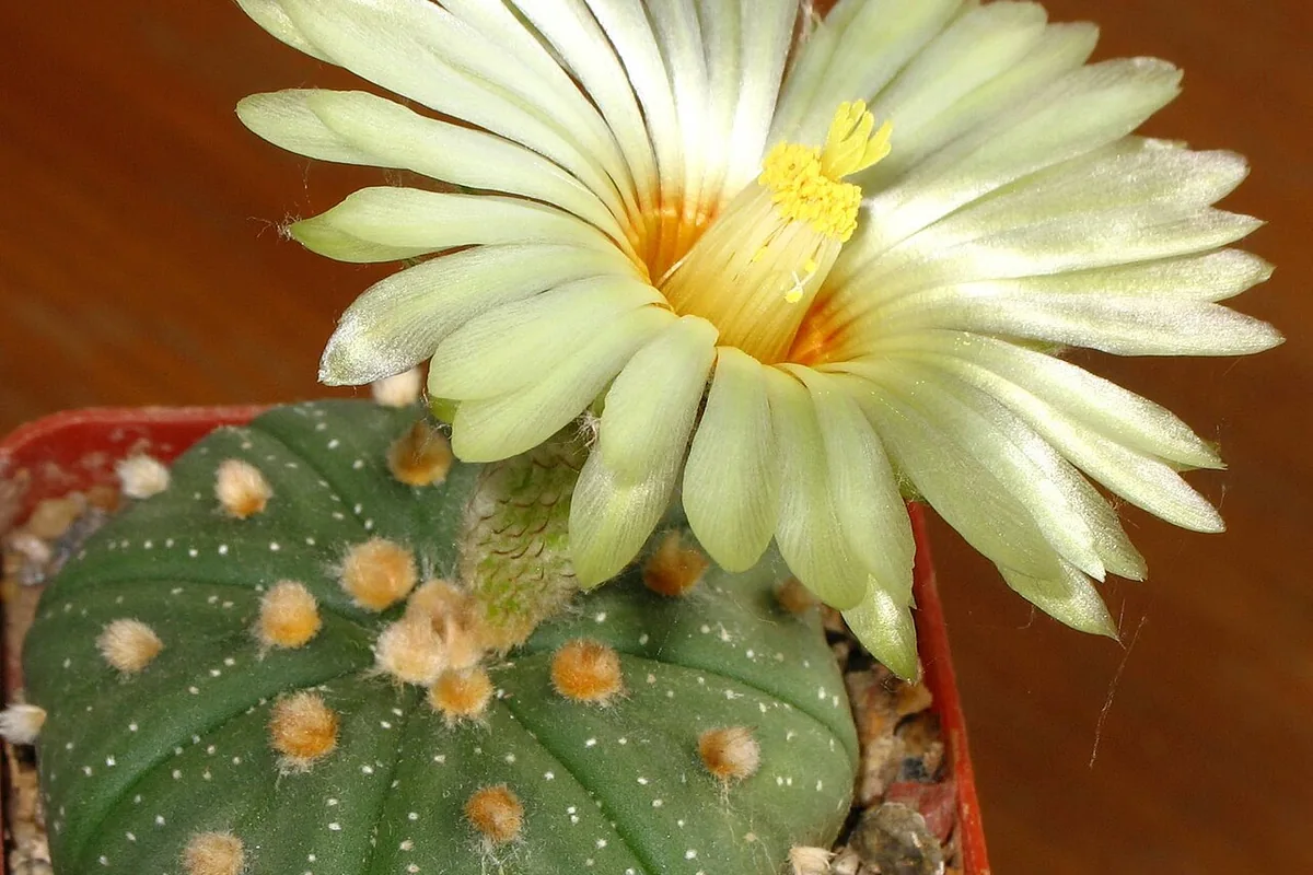 Star Cactus (Astrophytum asterias) photographed in a real growing setting