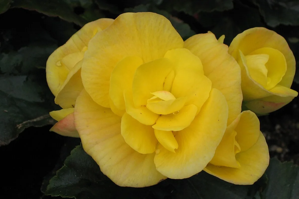 Winter Flowering Begonia (Begonia elatior) photographed in a real growing setting