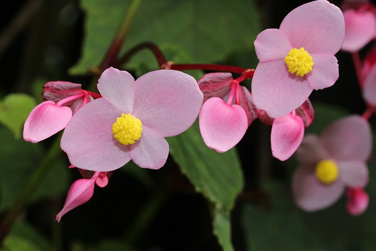 Hardy Begonia (Begonia grandis) photographed in a real growing setting