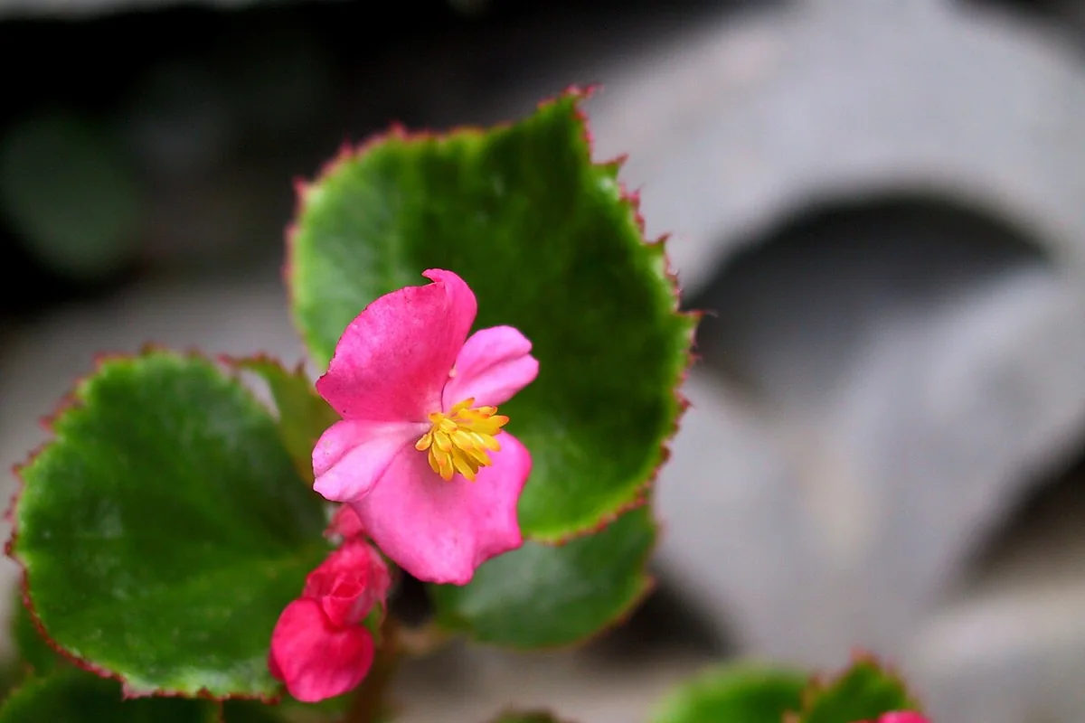 Wax Begonia (Begonia semperflorens) photographed in a real growing setting