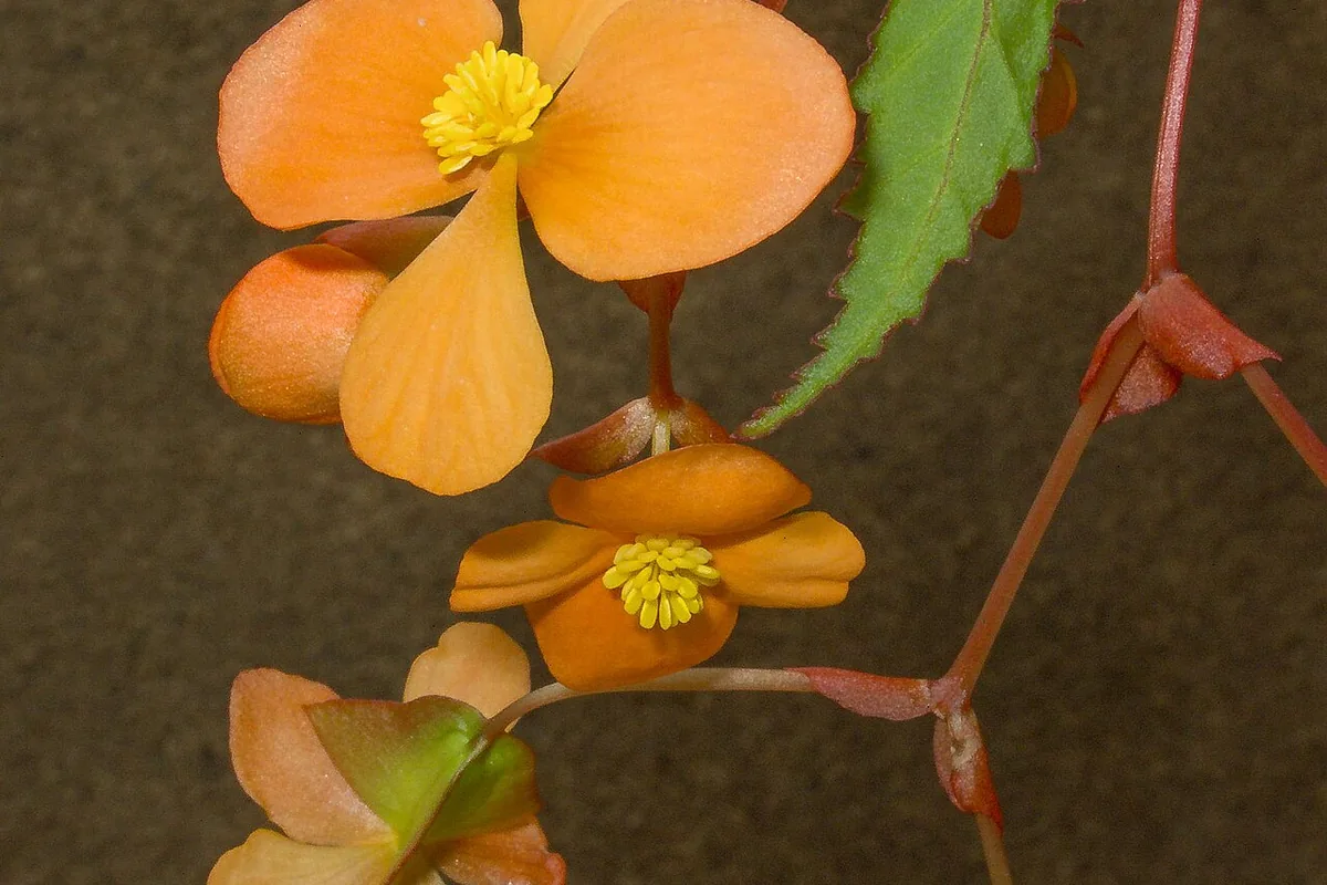 Sutherland Begonia (Begonia sutherlandii) photographed in a real growing setting