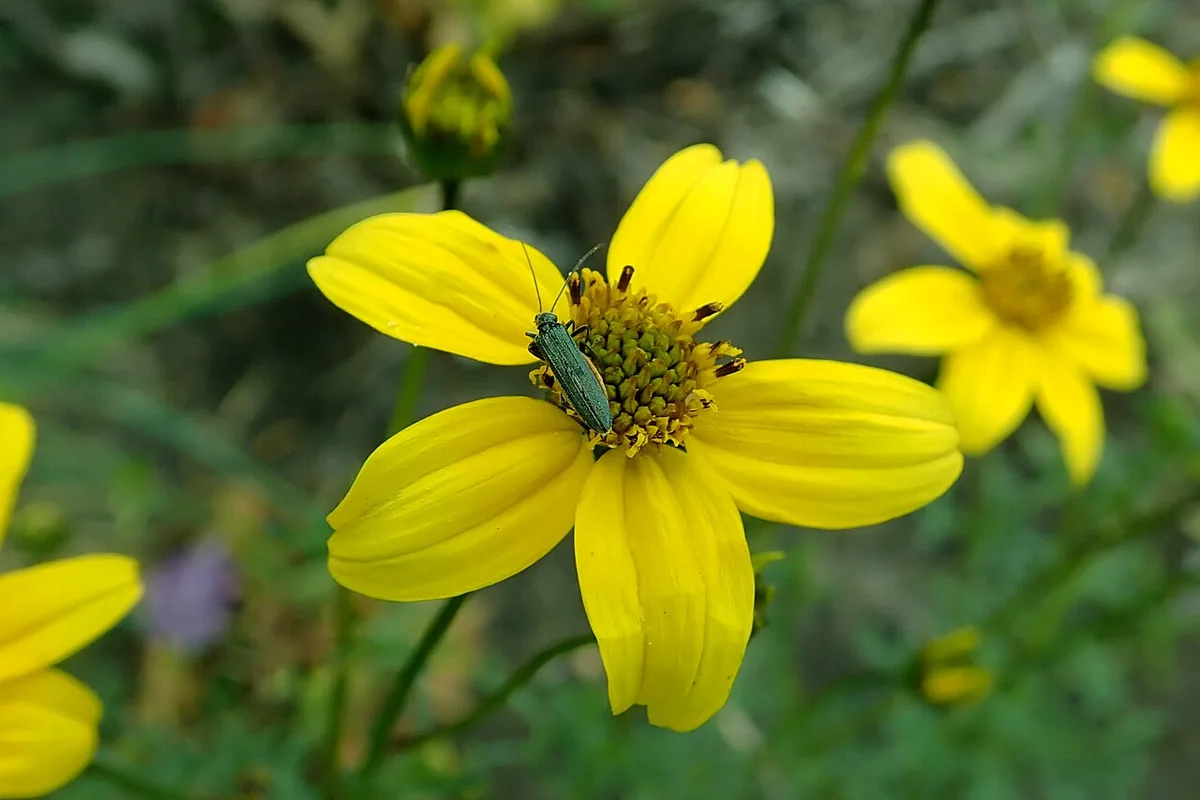 Apache Beggarticks (Bidens ferulifolia) photographed in a real growing setting