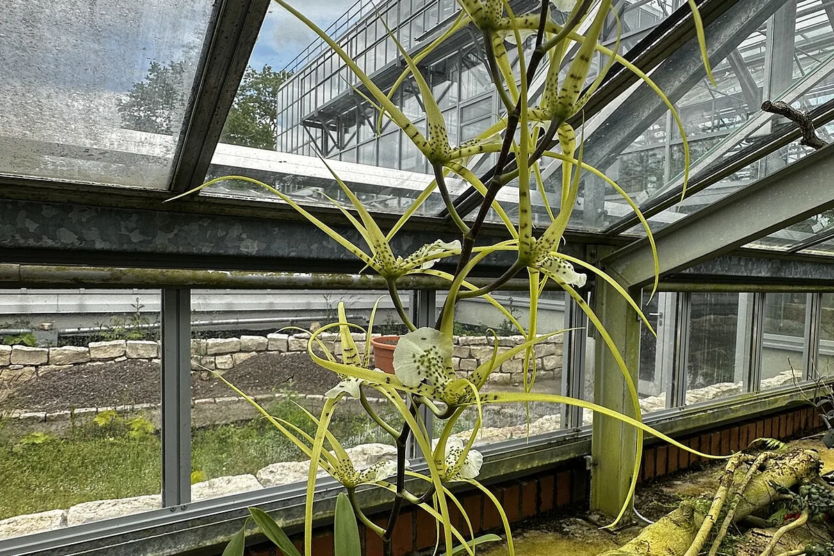 Warty Spider Orchid (Brassia verrucosa) photographed in a real growing setting