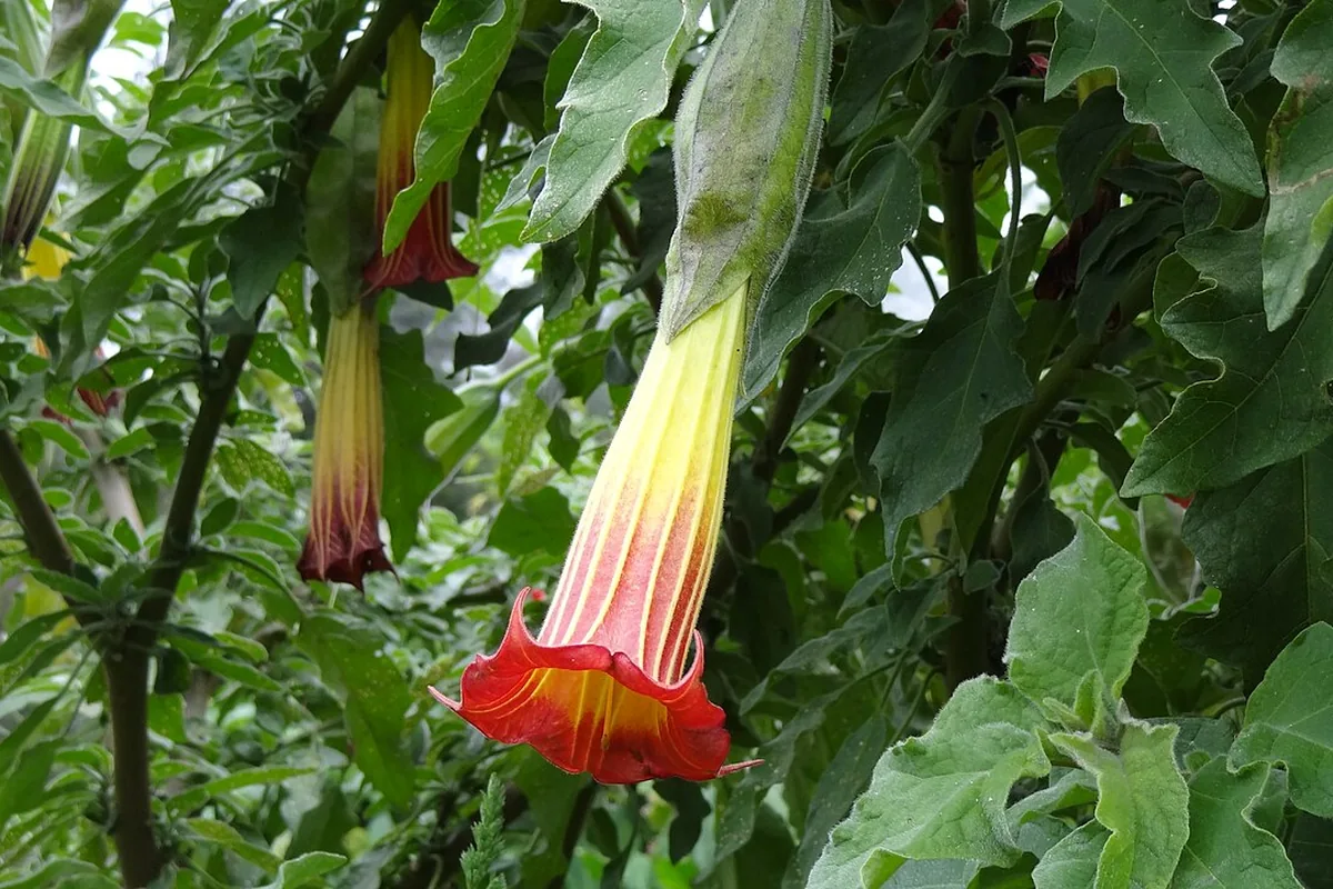 Red Angel Trumpet (Brugmansia sanguinea) photographed in a real growing setting