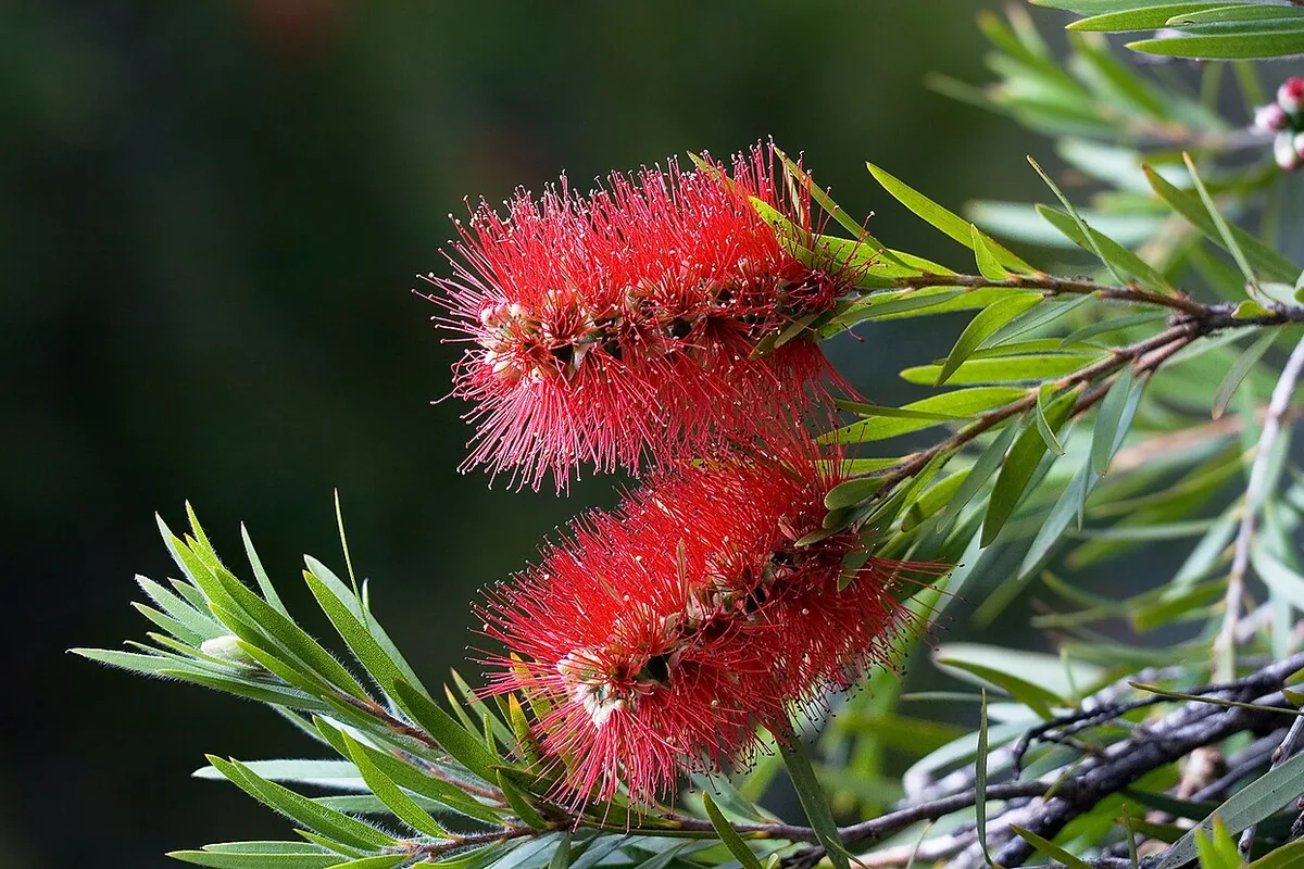 Crimson Bottlebrush (Callistemon citrinus) photographed in a real growing setting