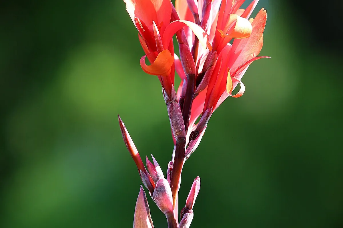 Indian Shot Canna (Canna indica) photographed in a real growing setting