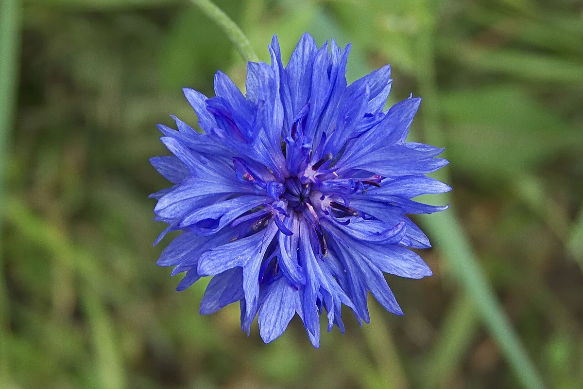 Cornflower (Centaurea cyanus) photographed in a real growing setting