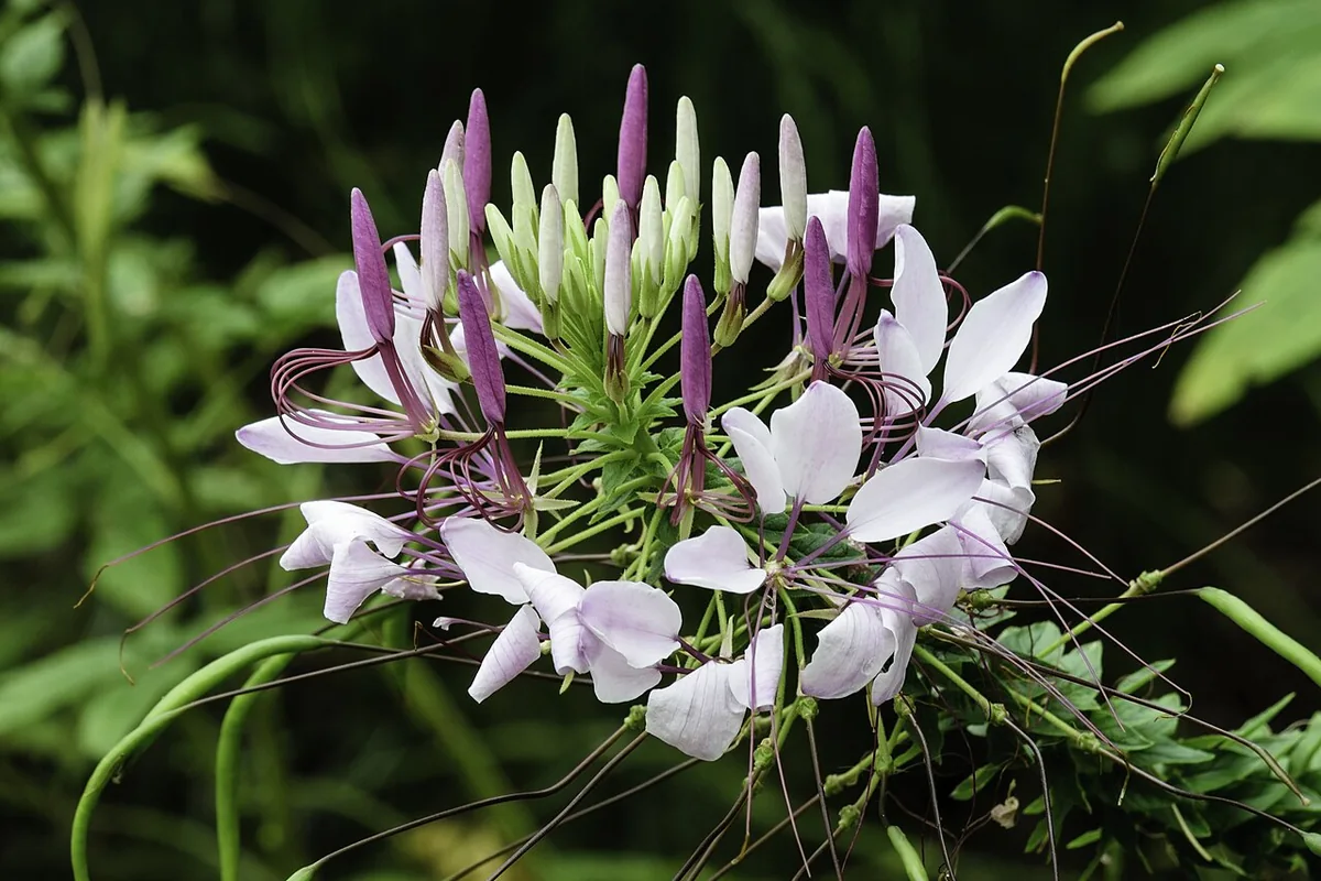 Spider Flower (Cleome hassleriana) photographed in a real growing setting