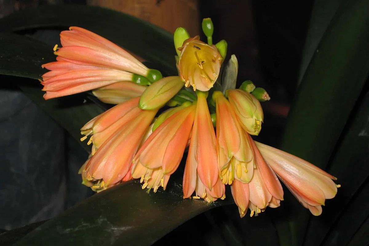 Noble Clivia (Clivia nobilis) photographed in a real growing setting