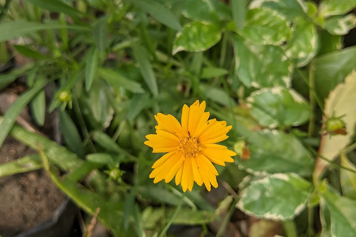 Lanceleaf Coreopsis (Coreopsis lanceolata) photographed in a real growing setting