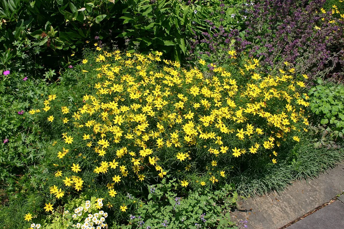 Threadleaf Coreopsis (Coreopsis verticillata) photographed in a real growing setting