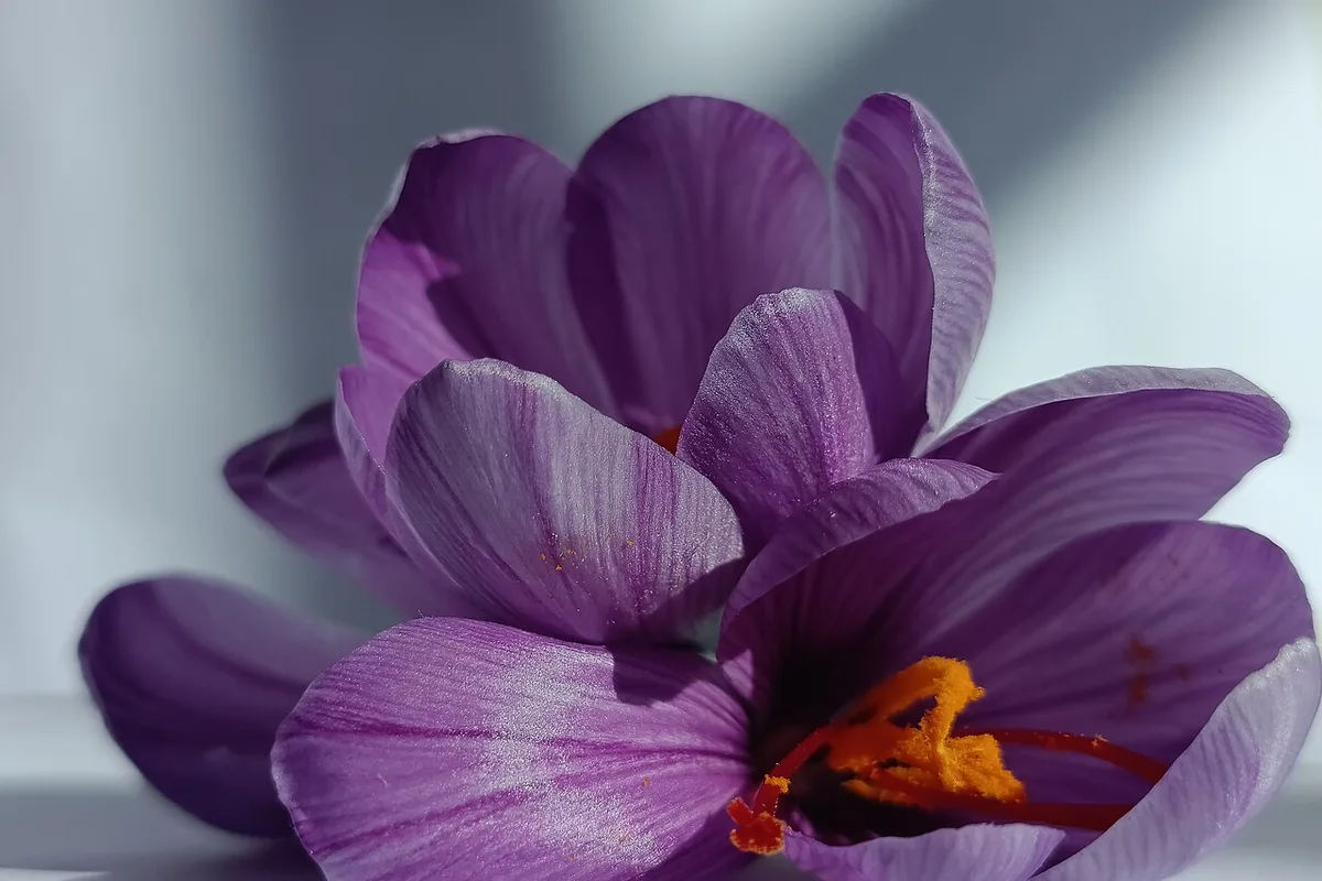 Autumn Saffron Crocus (Crocus sativus) photographed in a real growing setting