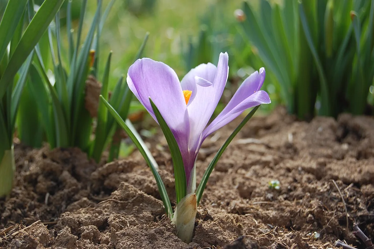 Spring Crocus (Crocus vernus) photographed in a real growing setting
