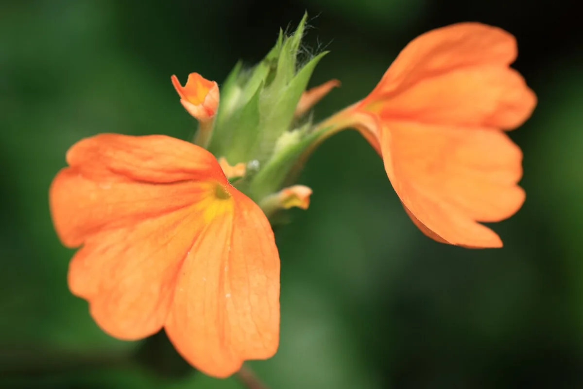 Firecracker Flower (Crossandra infundibuliformis) photographed in a real growing setting