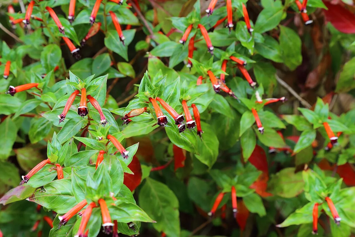 Cigar Plant (Cuphea ignea) photographed in a real growing setting