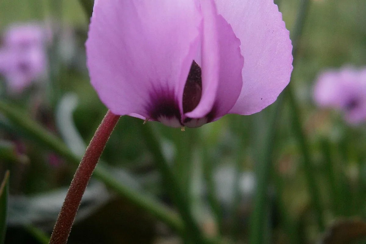 Eastern Cyclamen (Cyclamen coum) photographed in a real growing setting