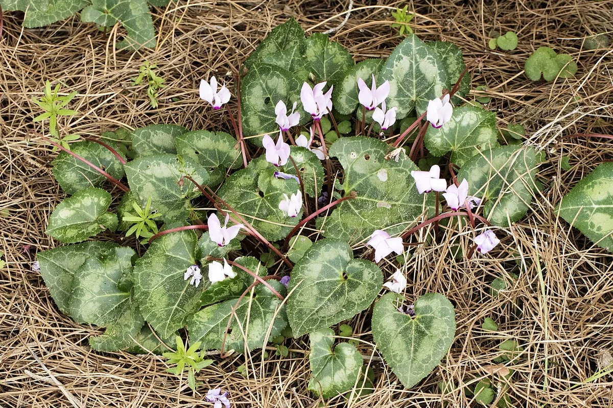 Florist Cyclamen (Cyclamen persicum) photographed in a real growing setting