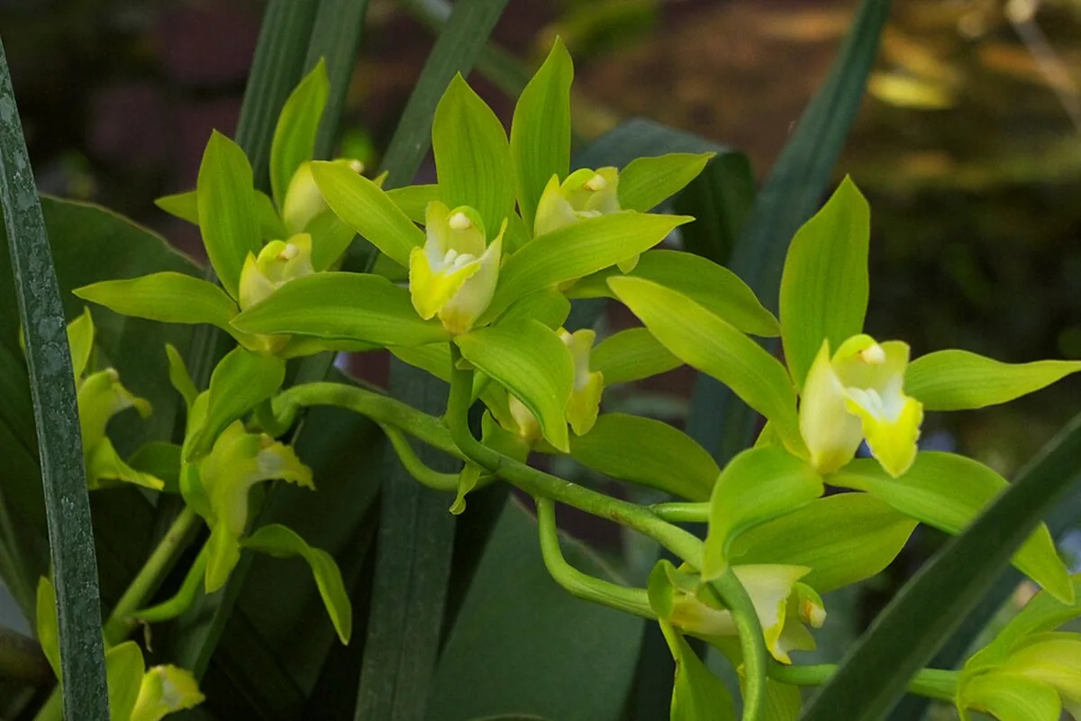 Low Cymbidium (Cymbidium lowianum) photographed in a real growing setting