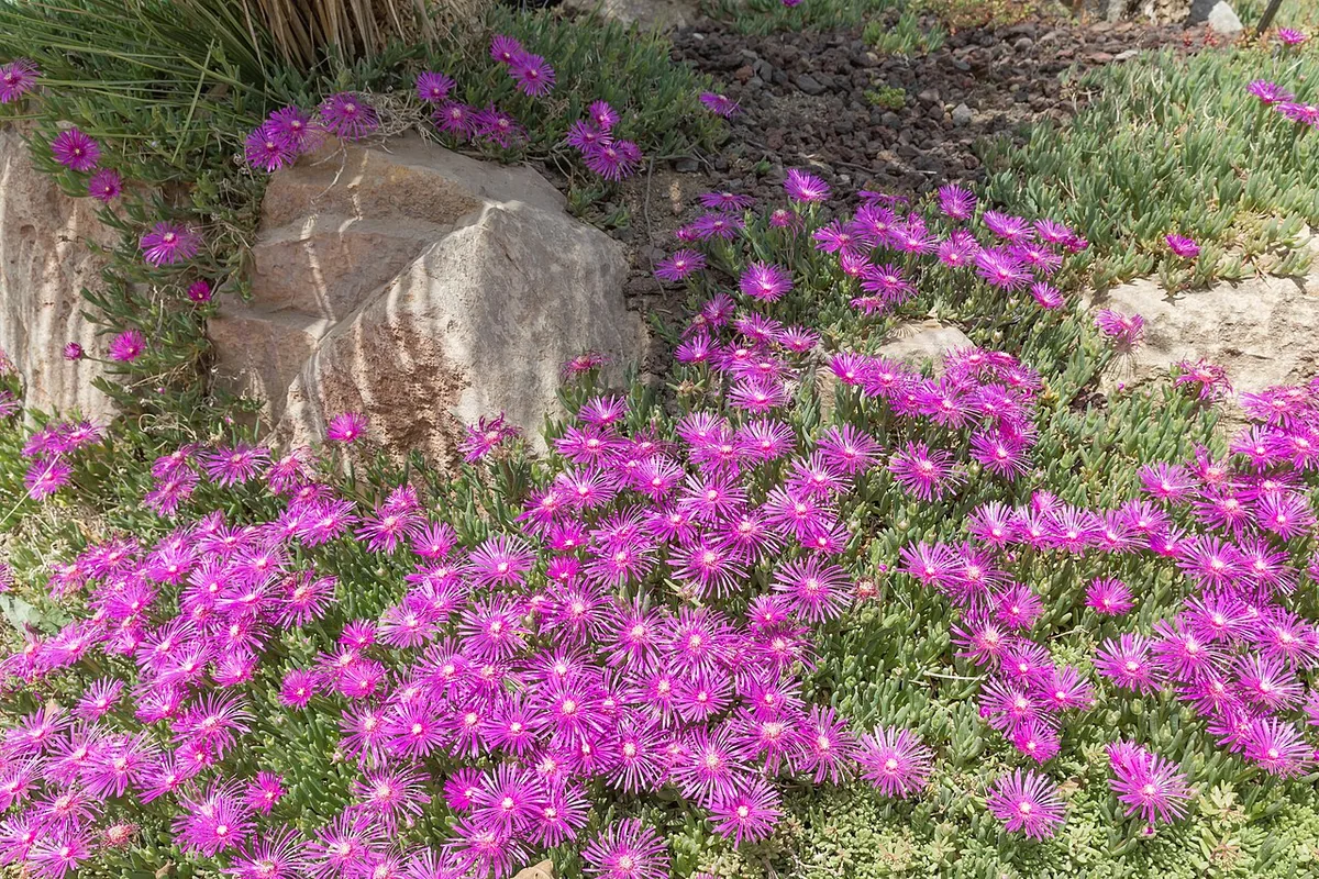 Cooper Ice Plant (Delosperma cooperi) photographed in a real growing setting