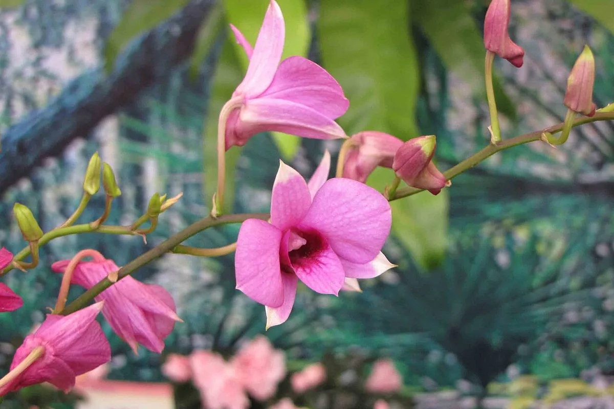 Cooktown Orchid (Dendrobium bigibbum) photographed in a real growing setting