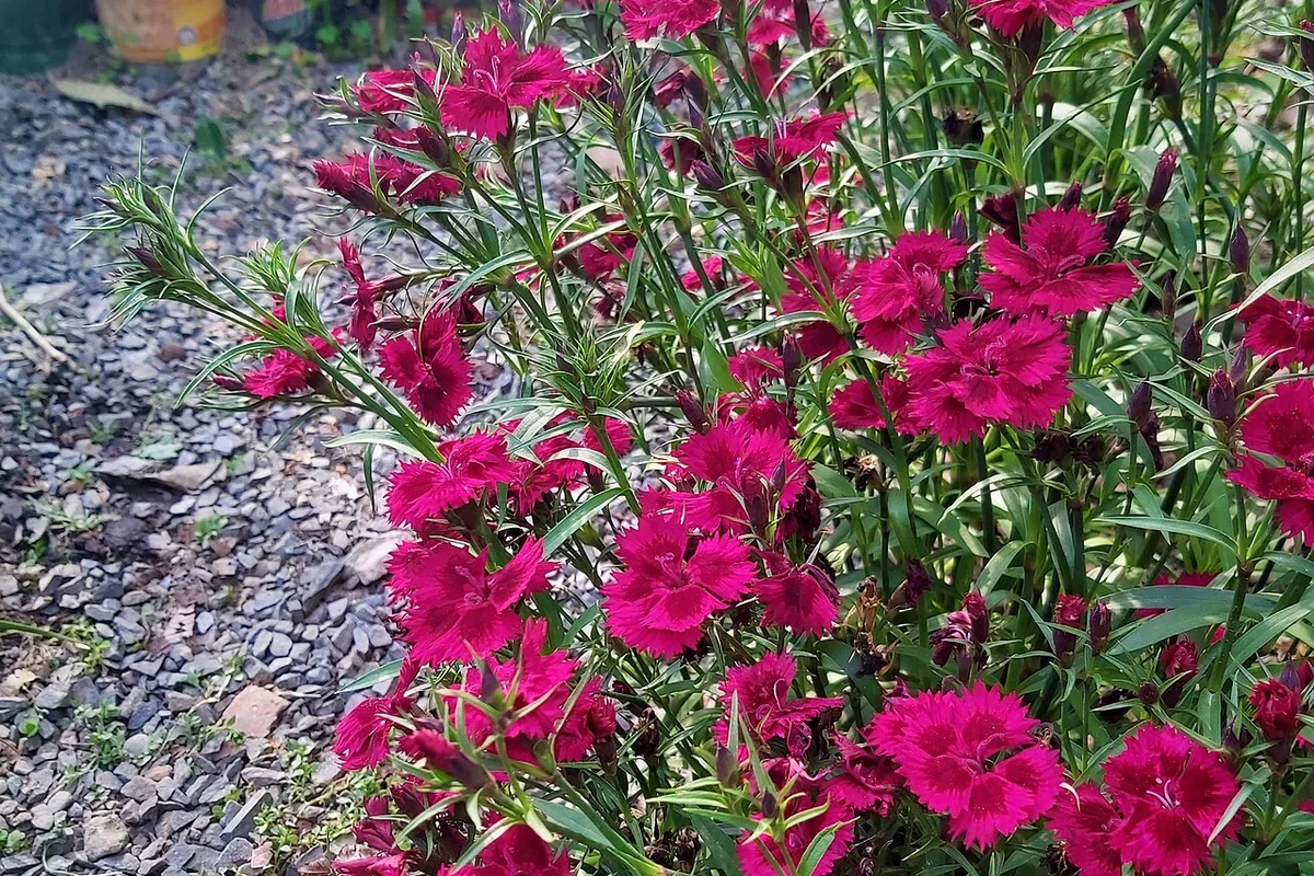Sweet William (Dianthus barbatus) photographed in a real growing setting