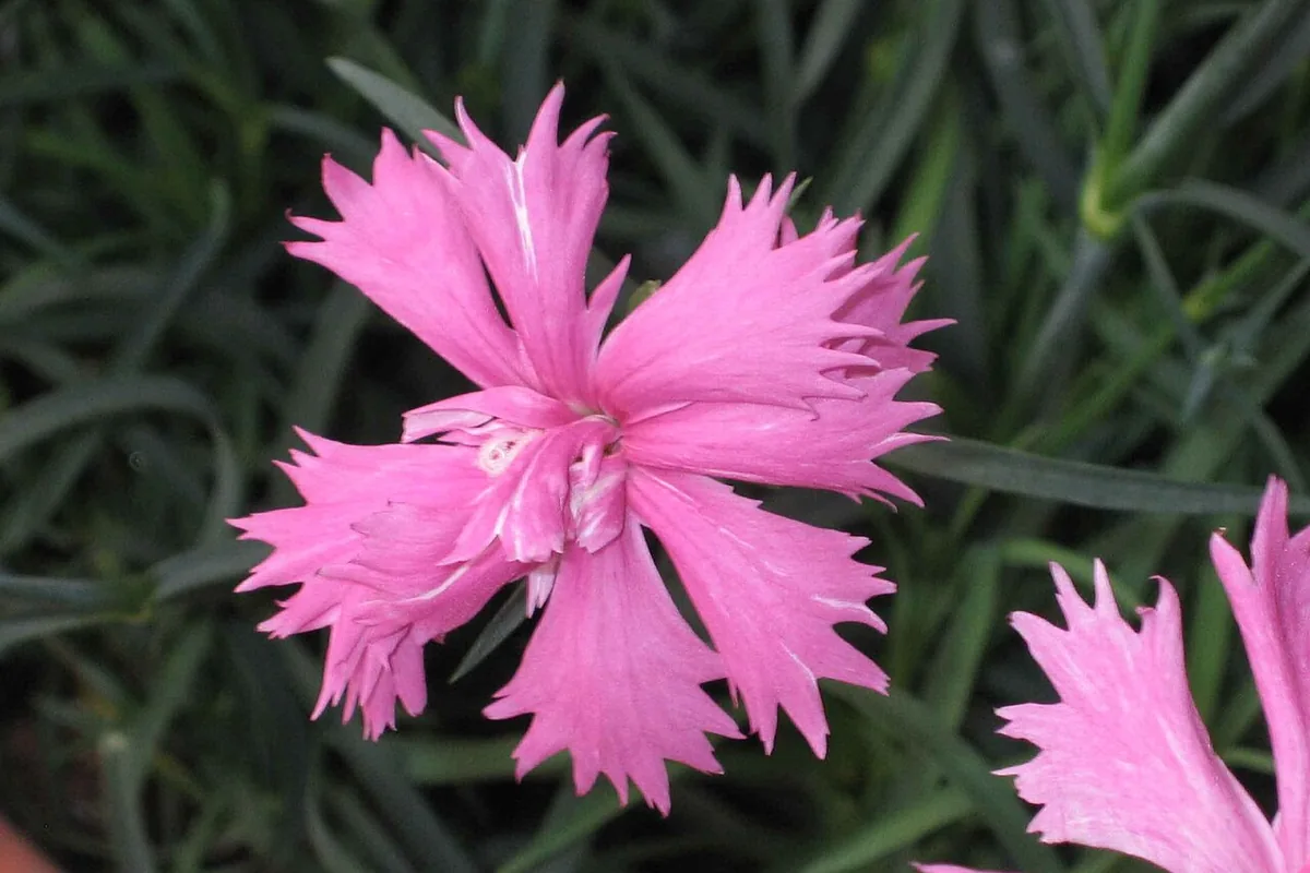 Cheddar Pink (Dianthus gratianopolitanus) photographed in a real growing setting