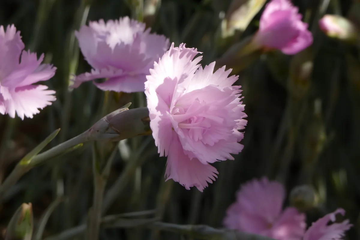 Cottage Pink (Dianthus plumarius) photographed in a real growing setting
