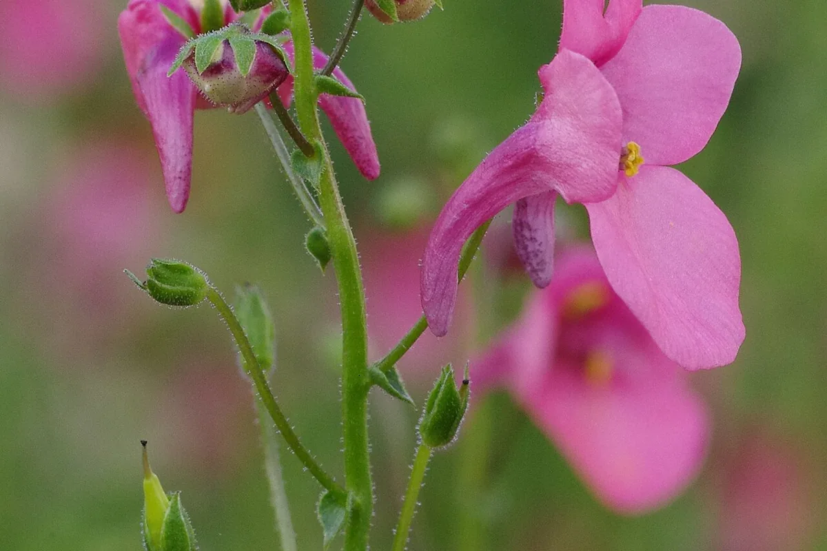 Twinspur (Diascia barberae) photographed in a real growing setting