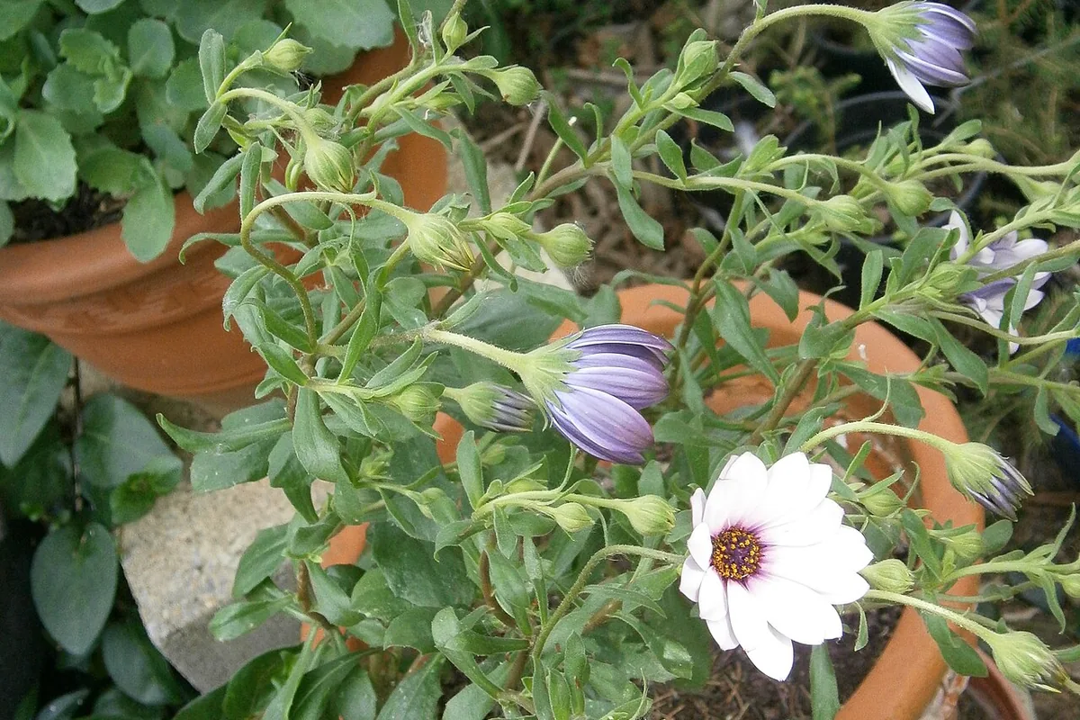 Rain Daisy (Dimorphotheca pluvialis) photographed in a real growing setting