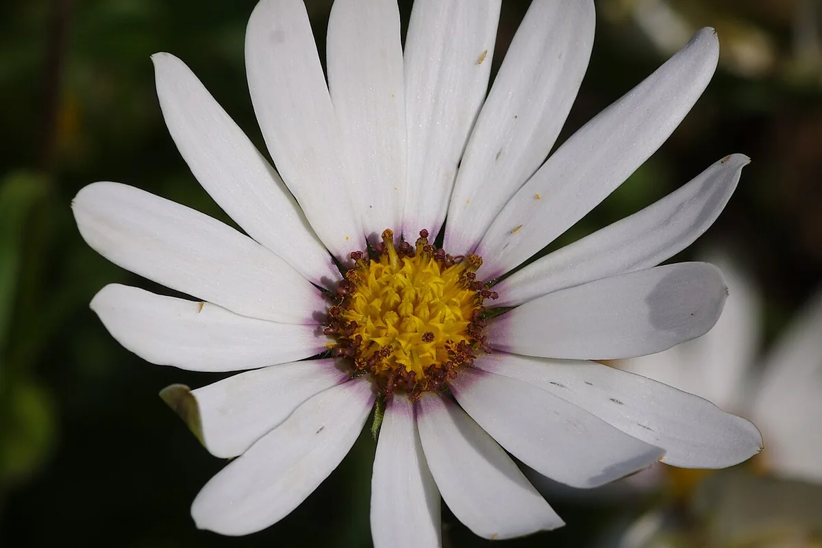 Cape Marigold (Dimorphotheca sinuata) photographed in a real growing setting