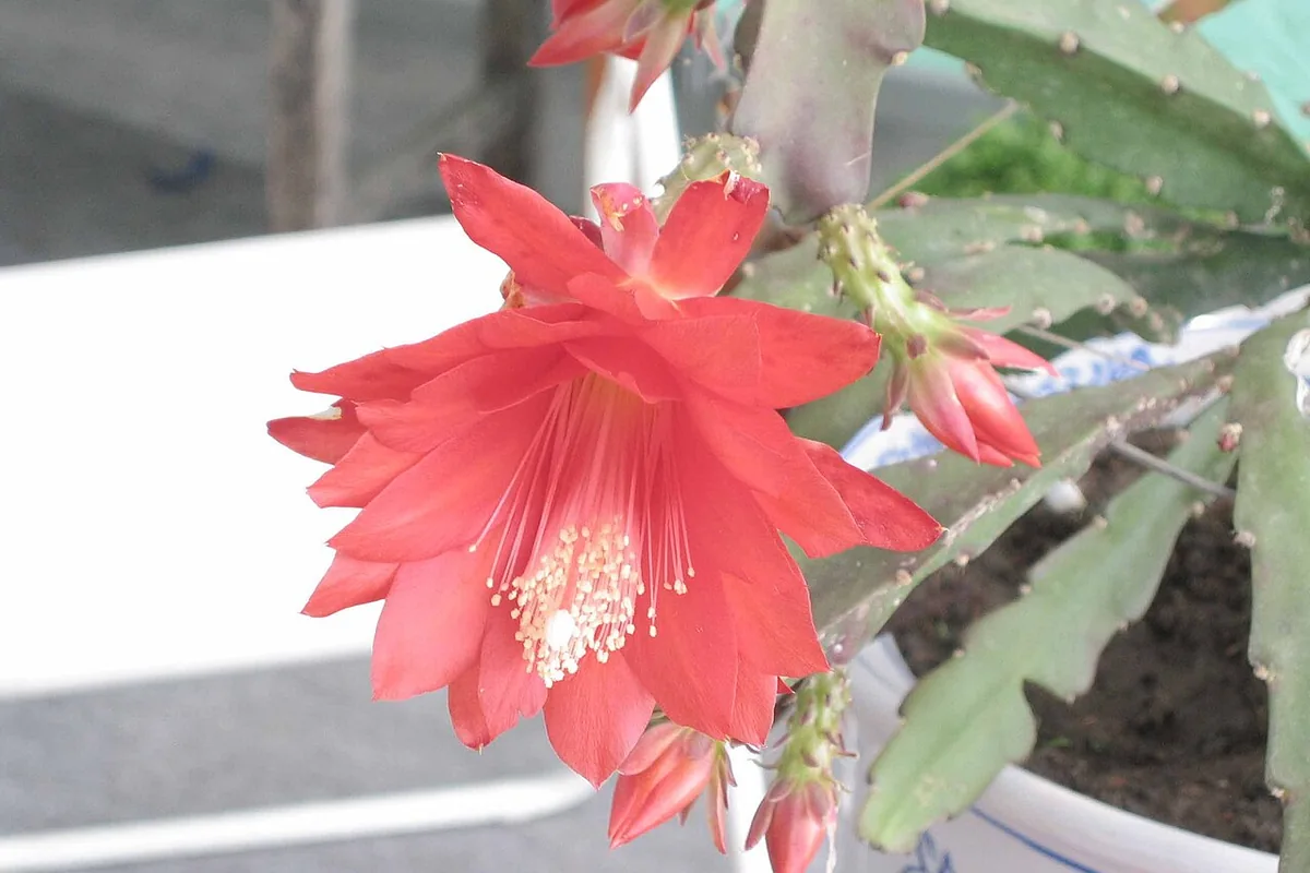 Red Orchid Cactus (Disocactus ackermannii) photographed in a real growing setting