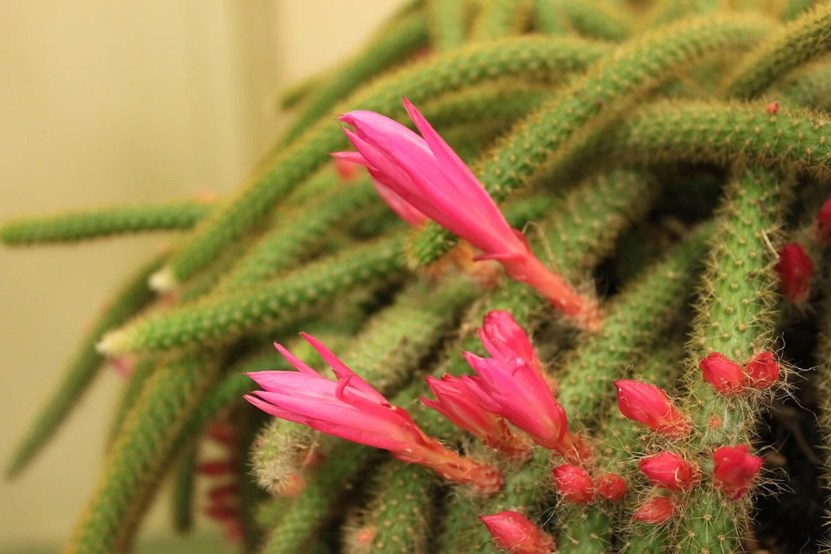 Rat Tail Cactus (Disocactus flagelliformis) photographed in a real growing setting