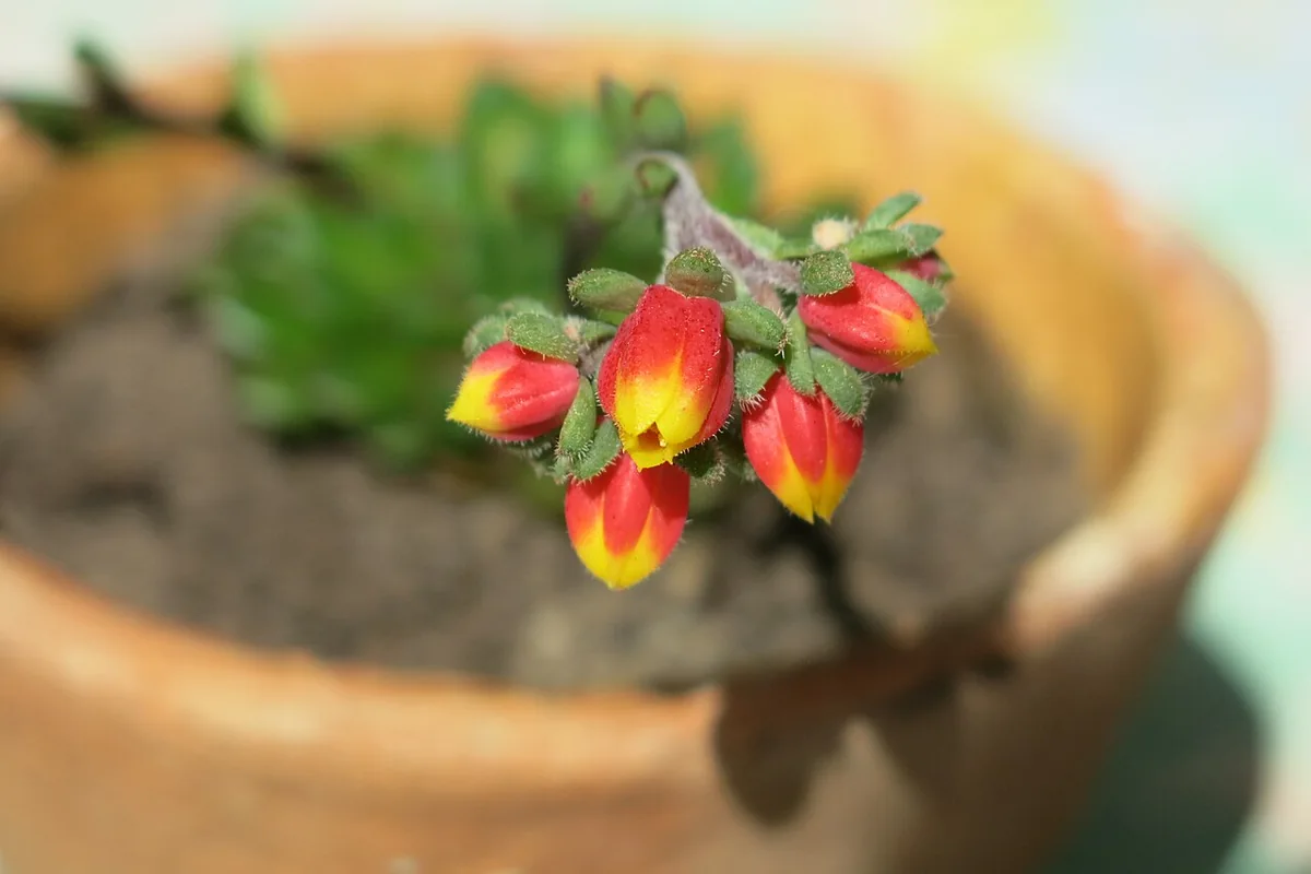 Mexican Snowball (Echeveria elegans) photographed in a real growing setting