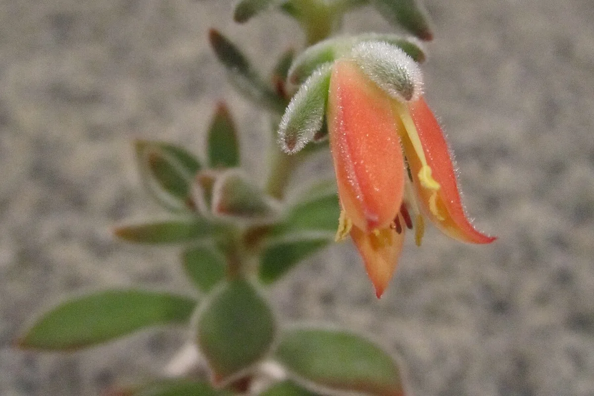 Chenille Echeveria (Echeveria pulvinata) photographed in a real growing setting