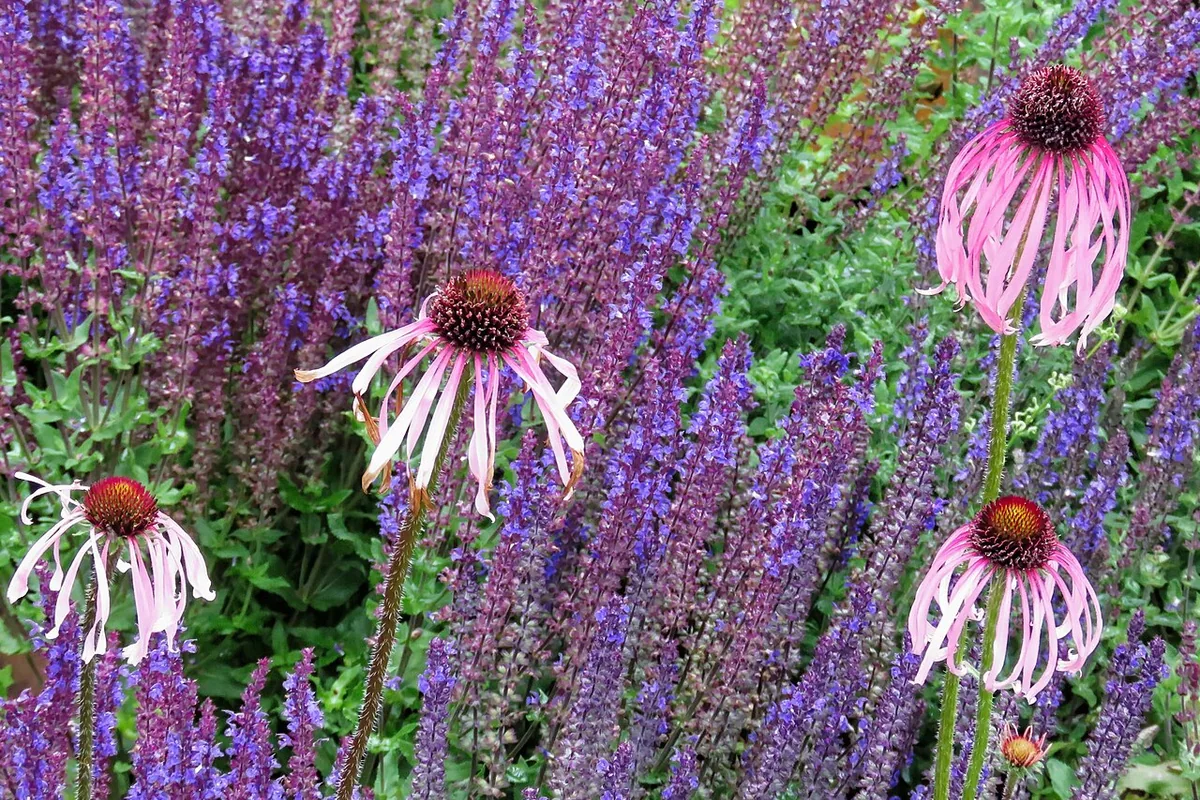 Pale Purple Coneflower (Echinacea pallida) photographed in a real growing setting