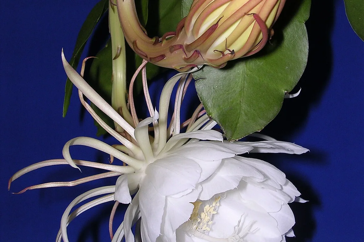 Queen of the Night (Epiphyllum oxypetalum) photographed in a real growing setting