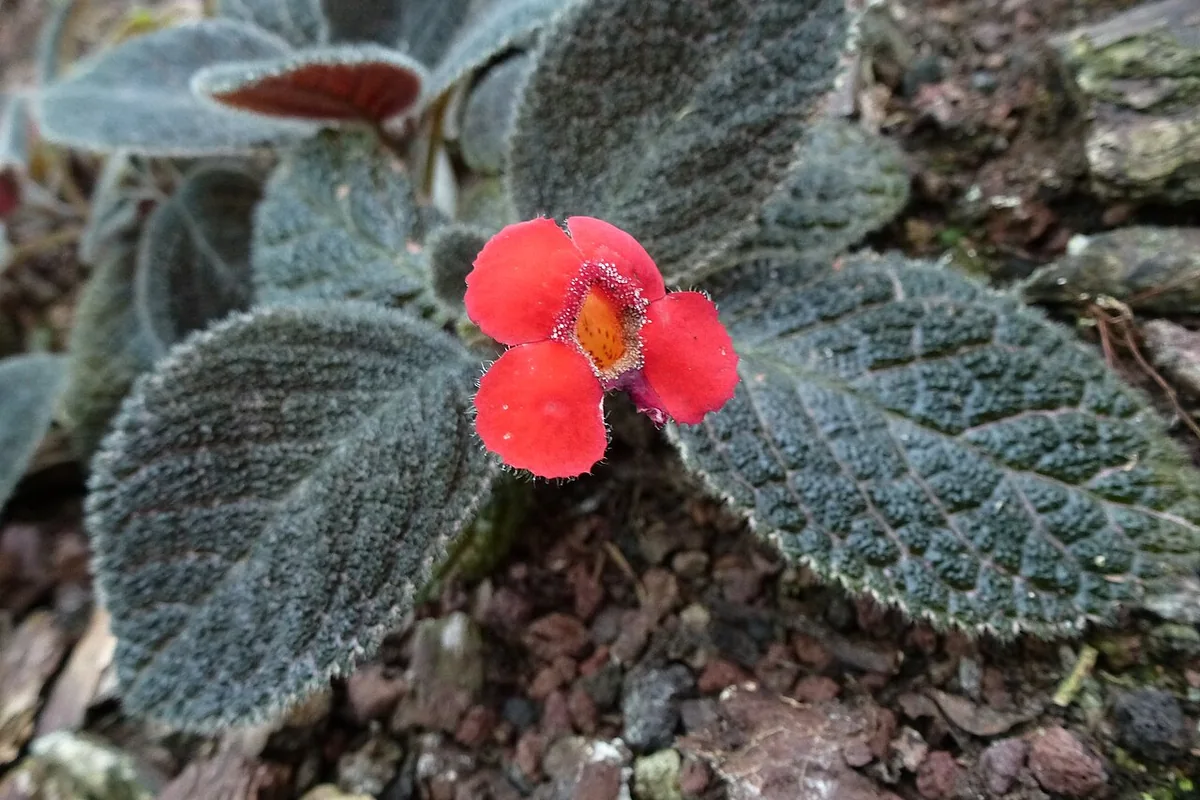 Flame Violet (Episcia cupreata) photographed in a real growing setting