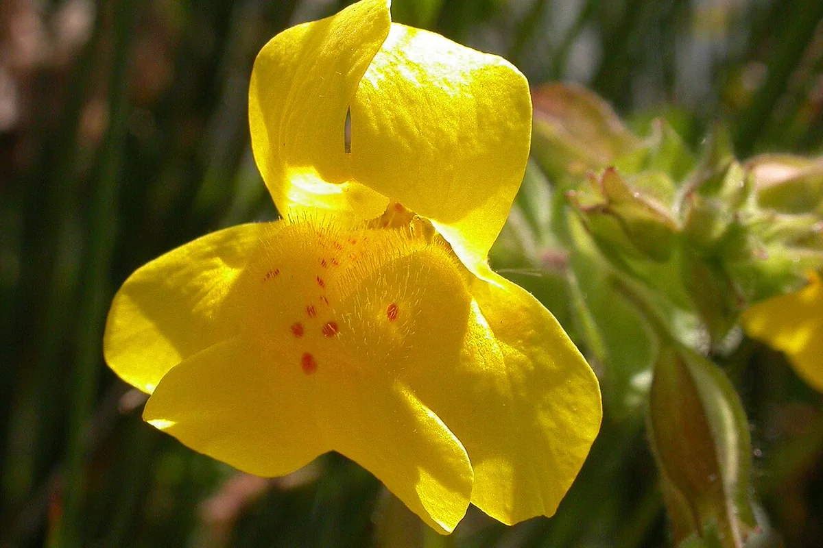 Yellow Monkeyflower (Erythranthe guttata) photographed in a real growing setting