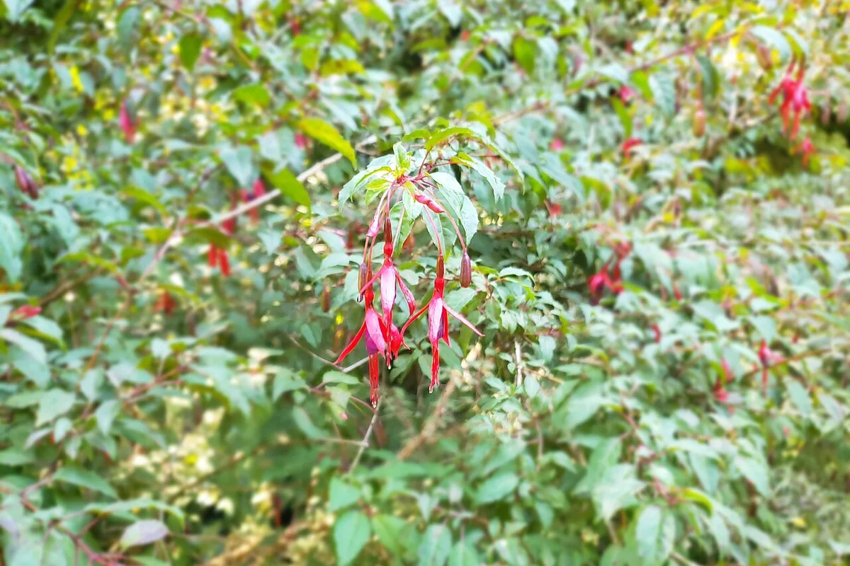 Hardy Fuchsia (Fuchsia magellanica) photographed in a real growing setting