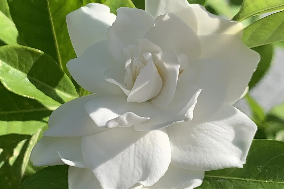 Cape Jasmine (Gardenia jasminoides) photographed in a real growing setting