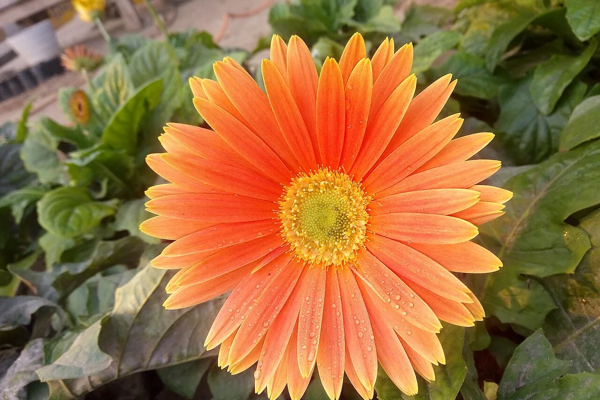 Gerbera Daisy (Gerbera jamesonii) photographed in a real growing setting
